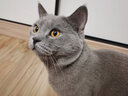 【带猫垫】喵先生 猫包外出猫背包宠物背包大号猫咪太空舱便携双肩背包透气太空包狗狗外出小型犬旅行包用品 玫红色 建议15斤内猫咪/12斤内狗狗 实拍图