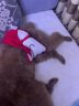 迪普尔 狗狗衣服狗衣服猫衣服宠物冬天中型犬大型犬狗狗毛衣大狗冬季 条纹红色-16寸（适合13-17斤） * 实拍图