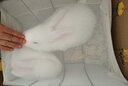 朗缤 兔子活体宠物兔活体新西兰肉兔公主兔小白荷兰侏儒活物兔子宠物 黄耳公主兔1只 实拍图