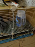 喜帅 兔子水壶650ml 仓鼠饮水喝水器龙猫荷兰猪滚珠喝水壶 颜色随机  实拍图