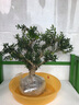 小叶雀舌黄杨粗杆盆景米叶黄杨盆景素材 绿植盆栽 造型雀舌黄杨主干一厘米 实拍图