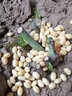 玩冒（WMO）玫瑰花大苗【3株+盆土肥】可自选当年开花大苗盆栽地栽耐寒花卉 魔法师【3棵+盆土肥】 实拍图