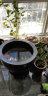 红得发紫景德镇中式陶瓷鱼缸大号水缸室外鱼缸1米大荷花缸别墅庭院缸 直径62cm，高44cm+底座 晒单实拍图