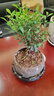 开时果 正宗清香胡椒木盆栽老桩树苗 室内桌面植物苗防驱蚊草小绿植盆景 【6年大苗】清香胡椒木+花瓣陶瓷盆 实拍图