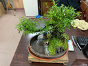 瀚林怡景（HANLINYIJING）六月雪盆景植物树桩悬崖造型假山老桩室内客厅办公室绿植桌面盆栽 山水盆景（椭圆）-六月雪-带木座 实拍图