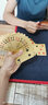 望京扑克（Wangjing Poker） 土豪金扑克牌磨砂PVC塑料防水耐磨金箔塑料娱乐收藏魔术道具 金色拉斯维加斯 实拍图