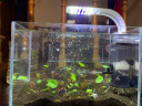 俪鱼鱼缸超薄LED水草照明夹灯 蓝白灯珠 超亮小缸灯具可夹6mm以内玻璃 白色 蓝白光 10W 实拍图