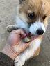 狗铃铛 宠物虎头铜铃铛狗狗铃铛 猫狗项圈项链 大中小型犬铃铛 中号 实拍图