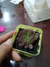 亿昂多肉植物/肉肉植物组合盆栽绿植花卉肉肉室内阳台    红宝石+彩色盆+土 含盆 实拍图
