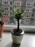 欧悟 小叶紫檀树桩植物盆栽 小叶紫檀盆景 室内绿植 小叶檀香紫檀树黑骨茶黑檀含简易盆 小号1根 带盆栽好（吸水盆） 实拍图