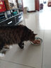 亚米亚米猫罐头主食罐鸡肉三文鱼营养泰国进口主食猫零食湿粮罐头160g 尝鲜必备|金枪鱼鸡肉160g*6罐 实拍图