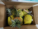 粤品广东湛江徐闻香水菠萝海南新鲜金钻凤梨装云南小菠萝水果 5斤中果 实拍图