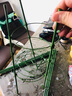 柯必达 爬藤架花架 植物攀爬架铁艺架子月季铁线莲花架爬藤花支架 伸缩型 高75cm(3杆3圈) 实拍图