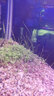 正楷水草种子鱼缸水草生态缸水草水培植物种子大对叶种子造景水草鱼缸 随机(十种种子) 实拍图