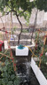 汉轩园林自动洒水器旋转浇水喷头浇花菜地草坪绿化降温喷淋灌溉神器 独立版+4分接口套装+30米4分管 实拍图
