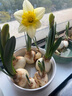 绿丝绦水仙花水培花卉进口洋水仙种球耐寒好养活冬季年宵盆栽植物 洋水仙种球1个 实拍图