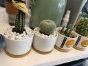 绿荫巷子仙人掌球多肉植物盆栽室内类电脑桌面绿植小盆栽组合好养肉肉盆景 趣味【风龙柱】白瓷托盆+摆件 含盆 实拍图