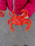 仿真海洋生物动物世界螃蟹龙虾玩具模型男女孩礼物 大号螃蟹-软胶 晒单实拍图
