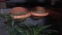 爱丽思（IRIS）壁挂花盆凸纹园艺可挂盆IRIS环保塑料花盆 360陶茶色-5.5L 中等 实拍图
