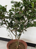 盆栽茶花苗 山茶花苗绿植花卉盆栽四季好养茶花树苗盆栽耐寒花卉观花植物室内花卉绿植开花不断 不含盆 五色赤丹(强力推荐) 7年苗树形美分叉多 实拍图