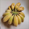 润味来广西新鲜小米蕉自然熟糯米蕉超甜皇帝蕉小香芭蕉当季水果甜香蕉 2斤 尝鲜装 晒单实拍图
