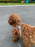 TRUELOVE狗狗牵引绳小型犬狗绳子遛狗绳背心式泰迪柯基宠物用品小狗胸背带 灰桔色 3XS(胸围24-28cm)建议1-3斤选择 实拍图