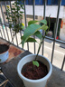 白兰花盆栽黄桷兰嫁接白兰花苗十里飘香兰花树苗黄兰盆栽地栽苗 白兰2年苗40厘米 实拍图