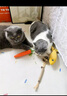 HELLOJOY猫玩具猫咪自嗨解闷神器转盘逗猫棒猫猫冻干漏食球小猫用品不倒翁 实拍图