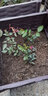 沫澄3颗 耐寒蔷薇花苗爬藤四季开花室内盆栽室外藤本月季花卉易活植物 09莎士比亚 精品花苗 不含盆 实拍图