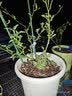 余霞成绮菜园黄瓜爬藤架花架葡萄架子阳台豆角架植物园艺花支架固定支撑杆 直径11mm长度120cm20支 中等 实拍图