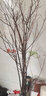 欧芽干枝雪柳泡水开花水培花卉室内花卉植物客厅卧室花卉干花 鲜枝龙柳1米高20支 实拍图