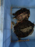 德瑞水族巴西龟粮乌龟饲料黄金小幼龟开口颗粒宠物龟粮 水龟巴西龟大粒1200g 晒单实拍图