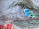 欧悟 特大巨峰葡萄树苗 无籽葡萄苗庭院阳台盆栽地栽果树苗南北方种植 四年结果苗【备注品种】 实拍图