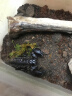 宠以沫热带雨林蝎子爬宠学生版网红昆虫宠物全套新手 8-10cm一只含饲养套餐 实拍图