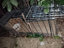 暖居客捕猫笼抓猫神器诱捕黄鼠狼捕捉器抓黄鼠狼流浪猫狗兔子救助工具 66*23*26镀锌 捉1-10斤（可选） 实拍图