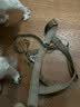 出众者狗狗牵引绳马犬胸背带大型犬狗绳背心式狗背带法斗金毛狗狗用品 背带+1.3米狗绳/棕色 L码（推荐体重35-75斤） 实拍图