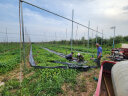 其他 防草布土工布除草布园艺地布果园果树遮草盖草布防草地布透气 70克抗老化1米宽*100米长 实拍图