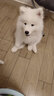 凯锐思 萨摩耶狗粮幼犬成犬全阶段专用萨摩犬粮专用粮2kg 【经典款20斤】2kg*5 2kg/袋 成幼犬 萨摩耶专用 实拍图