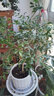 叹为观止18种吊兰任你选金边吊兰各种盆栽花卉客厅垂吊桌面植物净化空气 特级大号九里香【陶瓷盆】 含盆 实拍图