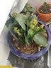 御春阁4年大苗带花苞 多肉植物长寿花盆栽绿巴黎重瓣花苗室内阳台花卉 长寿花红色一盆（带花苞） 实拍图