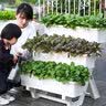 田间小径阳台种菜盆多层立体种菜花架子家庭蔬菜种植专用箱长方形花盆顶楼 三层种菜架 灰色（送随机种子） 实拍图