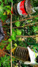 禾典园艺 植物爬藤网 攀爬网 蔬菜瓜果网 园艺网攀援网 园艺网 0.9米乘以1.8米 实拍图