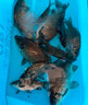 川泽伊豆绑好子线双钩成品鱼钩套装金海夕仕挂鲫鲤鱼翘嘴小鱼钩鳊鱼钩 伊豆60cm【钩8线3.0+钩9线3.0】 各10付【共20付盒装】 实拍图