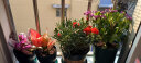 墨斗鱼 加仑花盆矮款1加仑3件装园艺种植植物花卉绿植树脂加仑花盆托盘 实拍图