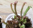 莺歌燕舞【新奇植物】捕蝇草植物花卉绿植驱蚊阳台盆栽食虫趣味猪笼草室内 海角瓶子草 原盆载好发货 实拍图