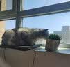 网易严选宠物零食 猫用浓汤奶昔爆珠罐 多重营养成猫幼猫湿粮猫零食 实拍图