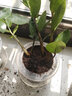 叹为观止室内水培土培懒人盆景植物清新空气办公室盆栽桌面 金钱树 玻璃盆 带盆栽好 实拍图
