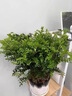 【驱蚊草】清香木盆栽室内花卉植物净化空气除甲醛绿植胡椒木 5年苗【当年开花爆满】加仑盆 红花清香木【驱蚊虫】【净化空气 实拍图