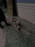 憨憨宠 狗狗衣服泰迪狗衣服中型犬柯基法斗衣服变身装宠物衣服猫咪衣服 灰色小熊 S 背长23-25cm 建议3-5斤内 实拍图