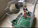 獒少保鸟笼鹦鹉专用鸟笼大号家用八哥鹦鹉笼子金属电镀加粗豪华鸟别墅 电镀银基础套餐 大号56*32*31cm 实拍图